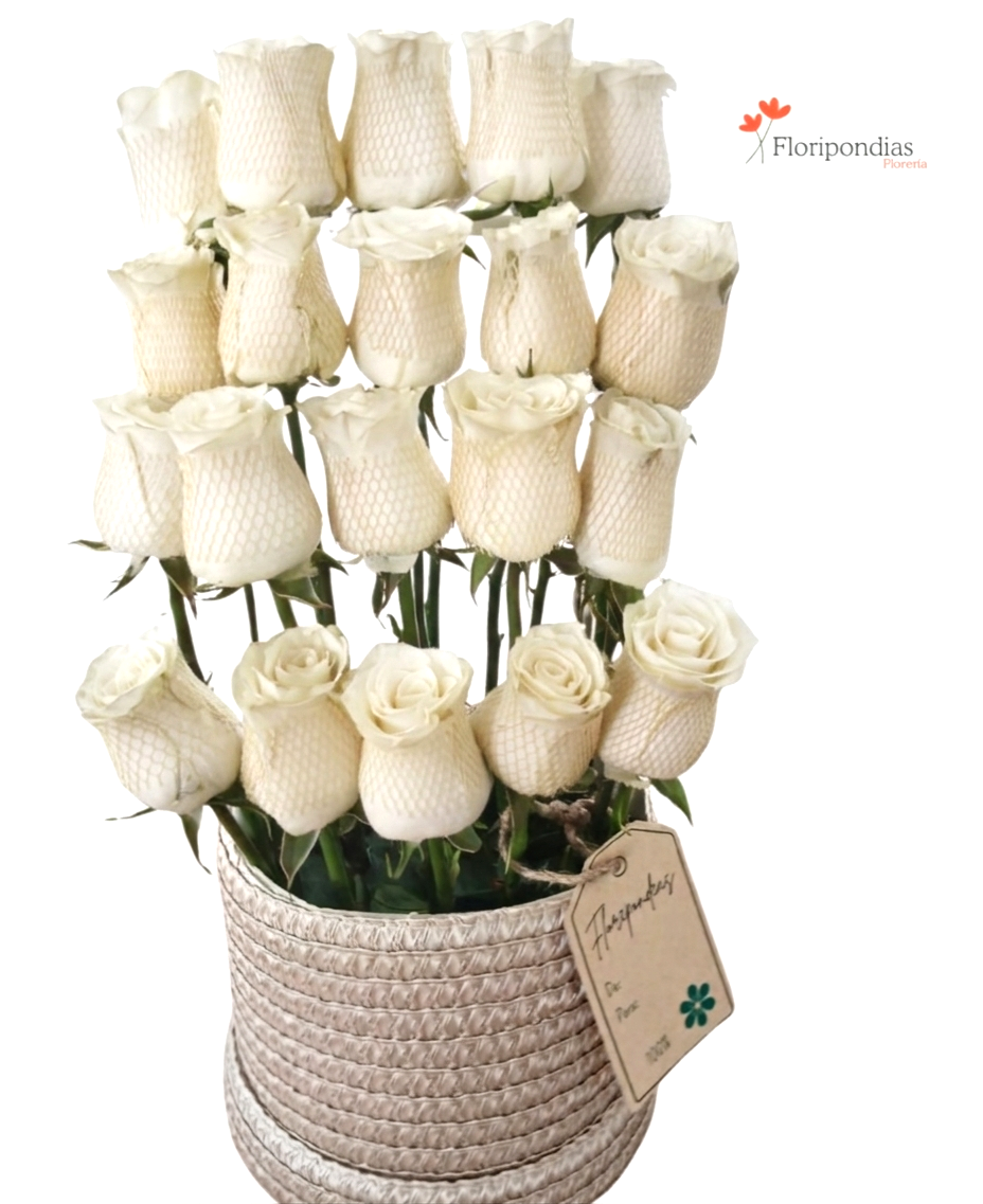 Encanto Puro – Rosas Blancas en Canasta.