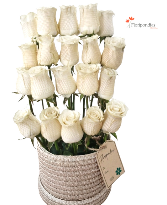 Encanto Puro – Rosas Blancas en Canasta.